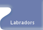 Labradors